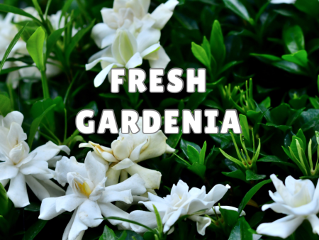 Fresh Gardenia Online Sale