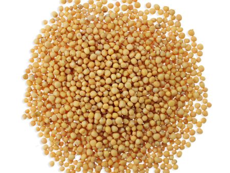 Organic Yellow Mustard Seeds Sale